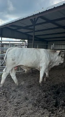 cattle listing photo