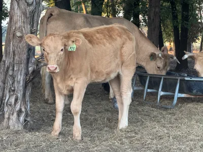cattle listing photo
