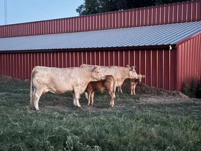 cattle listing photo