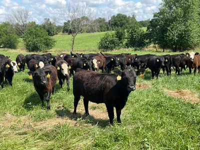 cattle listing photo