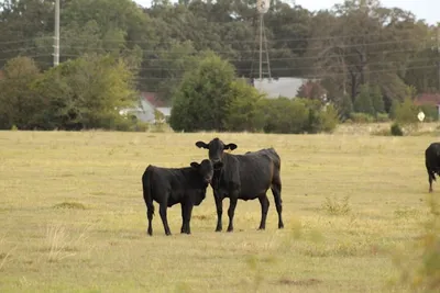 cattle listing photo