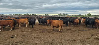 cattle listing photo