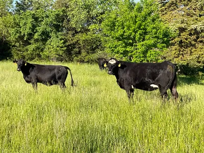 cattle listing photo