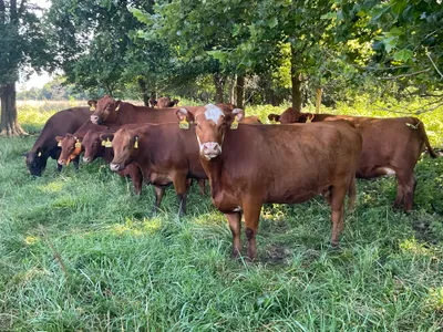 cattle listing photo