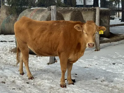 cattle listing photo