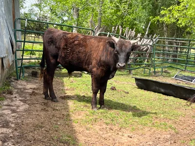 cattle listing photo
