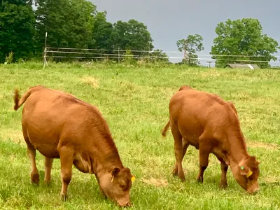 cattle listing photo