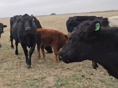 cattle listing photo