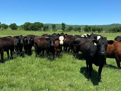 cattle listing photo