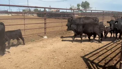 cattle listing photo