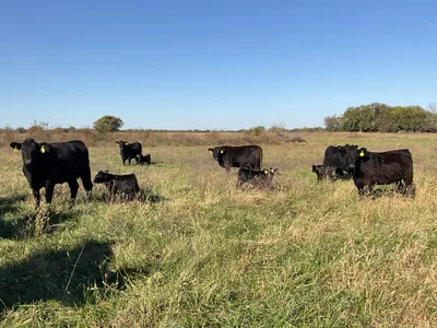cattle listing photo