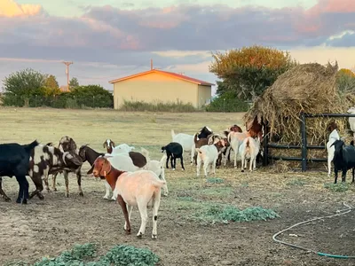cattle listing photo