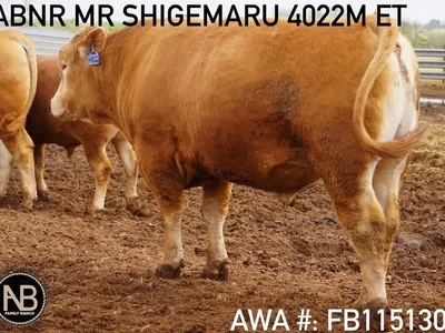 cattle listing photo