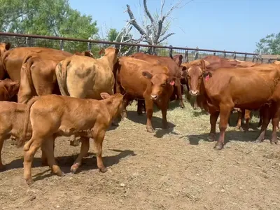 cattle listing photo