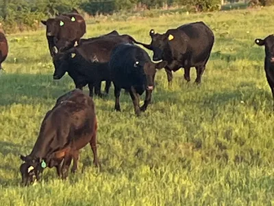 cattle listing photo