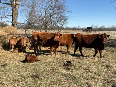 cattle listing photo