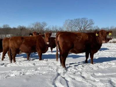 cattle listing photo