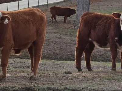 cattle listing photo