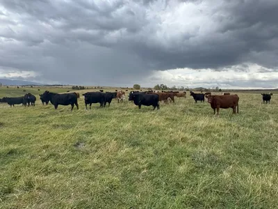 cattle listing photo