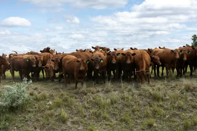 cattle listing photo