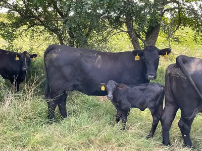 cattle listing photo