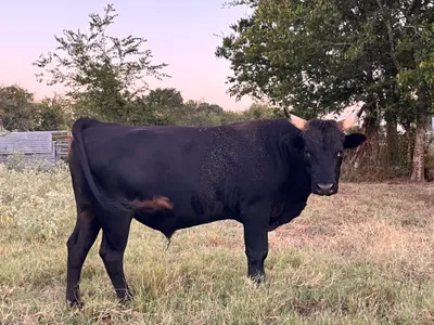 cattle listing photo