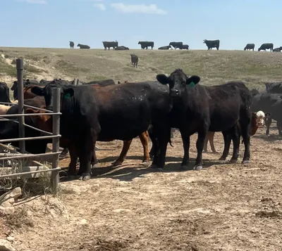 cattle listing photo