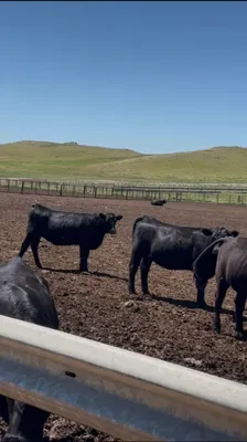 cattle listing photo