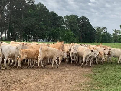 cattle listing photo
