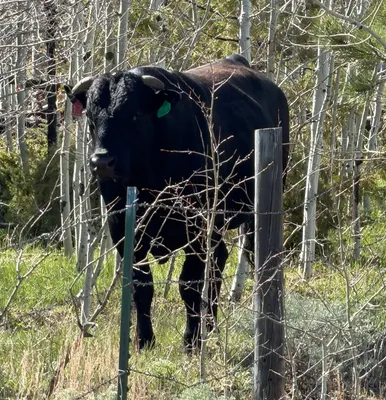 cattle listing photo