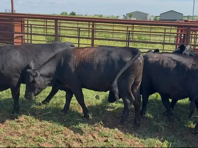 cattle listing photo