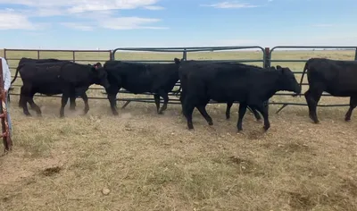 cattle listing photo