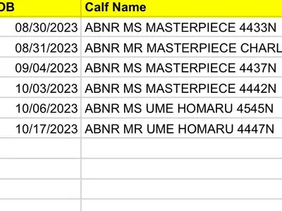 cattle listing photo