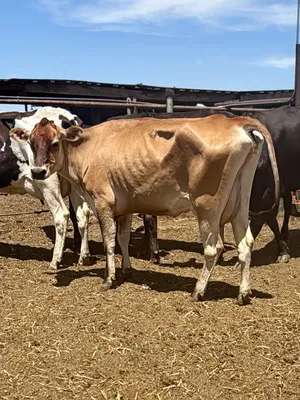 cattle listing photo