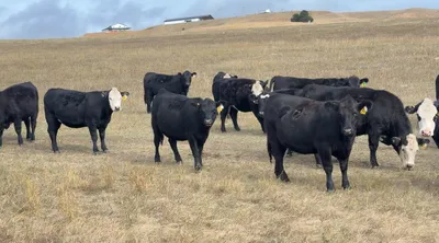 cattle listing photo