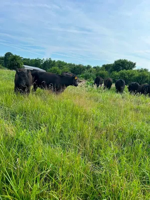 cattle listing photo