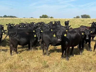 cattle listing photo