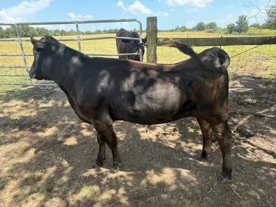 cattle listing photo