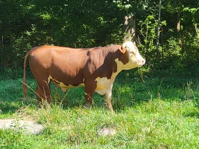 cattle listing photo
