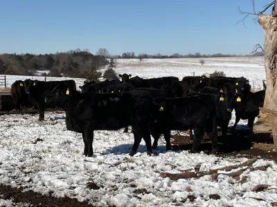 cattle listing photo