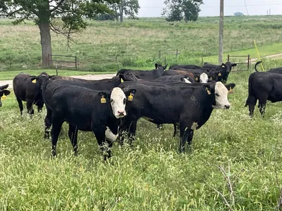 cattle listing photo
