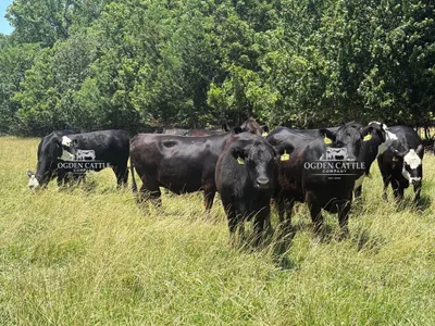 cattle listing photo