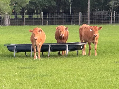 cattle listing photo