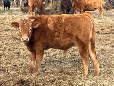 cattle listing photo