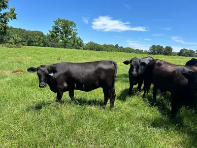 cattle listing photo