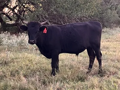 cattle listing photo