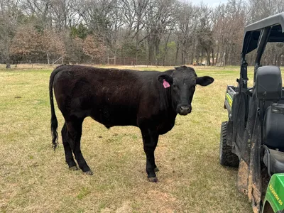 cattle listing photo