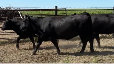 cattle listing photo