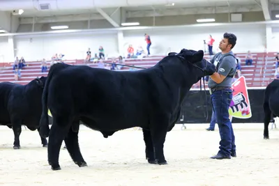 cattle listing photo