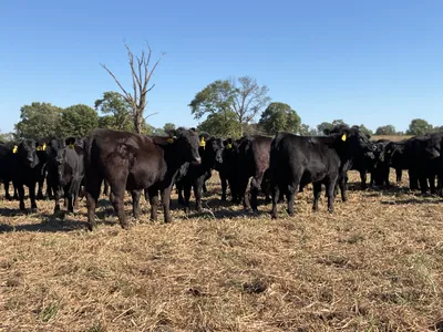 cattle listing photo